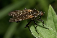 Empis tessellata