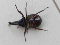 Xylotrupes gideon gideon