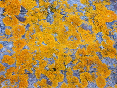 Xanthoria calcicola