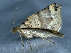 Anachloris uncinata