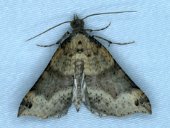 Anachloris uncinata