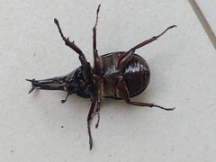 Xylotrupes gideon gideon