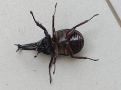 Xylotrupes gideon gideon