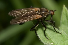 Empis tessellata