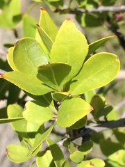 Forestiera pubescens pubescens