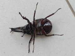 Xylotrupes gideon gideon