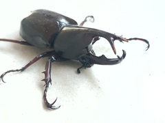Xylotrupes gideon gideon
