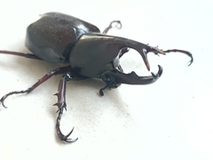 Xylotrupes gideon gideon