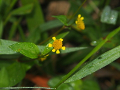 Acmella uliginosa
