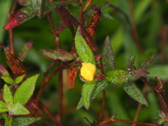 Ludwigia hyssopifolia
