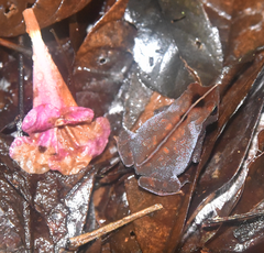 Rhinella castaneotica
