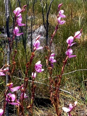 Disa racemosa