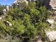 Forestiera pubescens pubescens