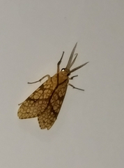 Lophocampa
