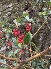 Ilex aquifolium