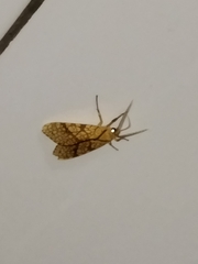Lophocampa