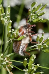 Melolontha hippocastani