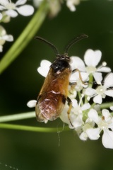 Arge cyanocrocea