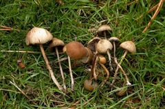 Psilocybe