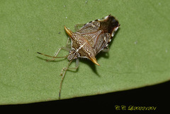 Elasmucha lineata