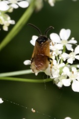Arge cyanocrocea