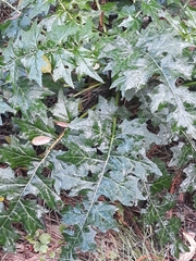 Acanthus mollis