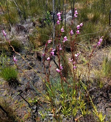 Disa racemosa