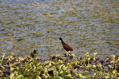 Jacana jacana