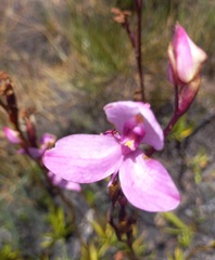 Disa racemosa