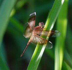 Neurothemis stigmatizans