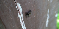 Anarrhotus fossulatus