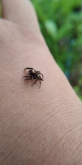 Anarrhotus fossulatus