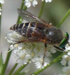 Philipomyia