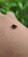 Anarrhotus fossulatus
