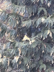 Chamaecyparis lawsoniana