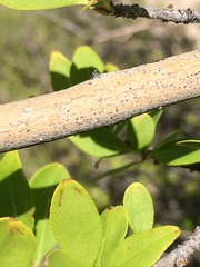 Forestiera pubescens pubescens