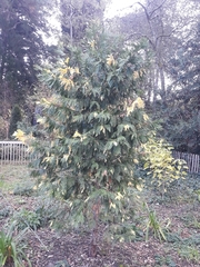 Chamaecyparis lawsoniana
