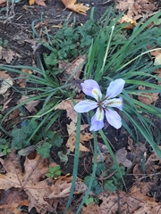 Iris unguicularis