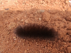 Arctiinae