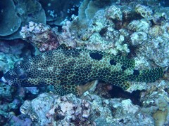Epinephelus spilotoceps