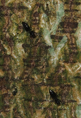 Technomyrmex albipes