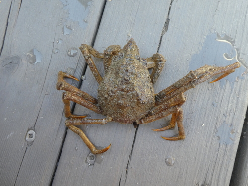 Spider Crab