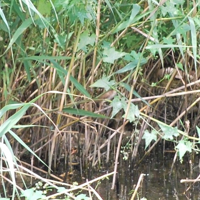 Oriental Reed Warbler