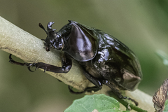 Xylotrupes