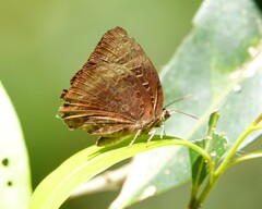 Arhopala madytus