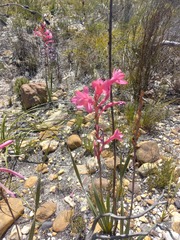 Watsonia