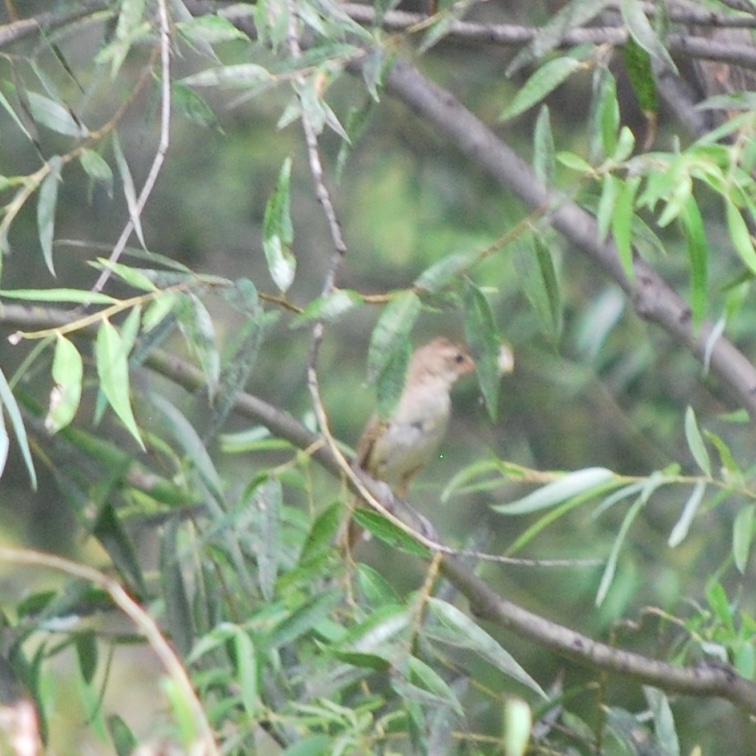 Oriental Reed Warbler