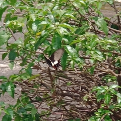 Papilio polytes