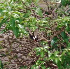 Papilio polytes