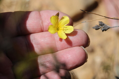 Linum thunbergii